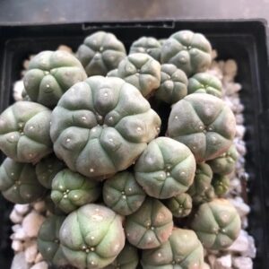 Peyote Cactus